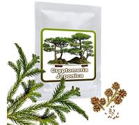 Magic of Nature: Graines de Cèdre du Japon - 25 Pcs. Cryptomeria japonica | Rustique - Semences de Bonsaï pour Maison & Jardin Arbre