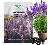Magic of Nature: Graines de Lavande Vraie env. 150 Pcs | Semis Rustique Vivace - Plante Odorante pour Jardin & Abeilles