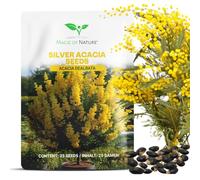 Magic of Nature: Graines de Mimosa d'Hiver (25 pces) - Acacia dealbata | Plante Méditerranéenne en Pot - Arbuste Exotique aux Fleurs Jaunes