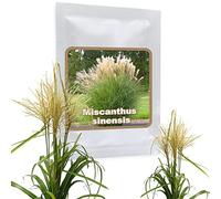 Magic of Nature: Graines de Roseau de Chine Géant - env. 100 pcs
