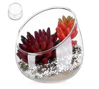 MAGICLULU Vase en Verre Décoratif pour Succulentes et Mousse Ouverture Inclinée, Bol Rond Élégant pour Centre de Table et Décoration Intérieure Naturelle