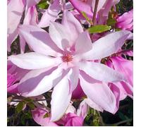 Magnolia Betty, arbuste de jardin à feuilles caduques, résistant, avec des fleurs roses fuchsia, en pot de 9 cm.