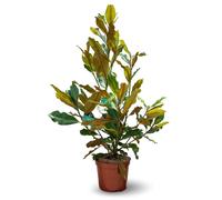 Magnolia grandiflora - arbuste persistant - plante de haie - ↕ 120-130 cm - ⌀ 25 cm - plante d'extérieur