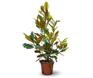 Magnolia grandiflora - arbuste persistant - plante de haie - ↕ 120-130 cm - ⌀ 25 cm - plante d'extérieur
