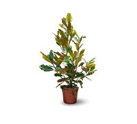 Magnolia grandiflora - arbuste persistant - plante de haie - ↕ 90-100 cm - ⌀ 21 cm - plante d'extérieur