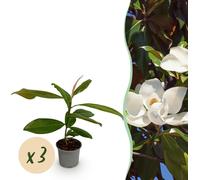 Magnolia grandiflora - Fleur Blanche - 3 Plantes - Feuilles persistantes - Peu d'entretien - 30cm - Ø12cm - Plante de jardin