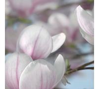 Magnolia Photo Murale - 368 X 254 Cm - Enfants