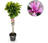Magnolia « Susan » - 19cm de hauteur, 90cm de largeur - Fleurs roses et