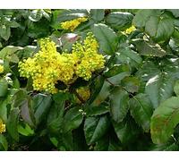 Mahonia aquif. 'Apollo' - Mahonia 25- 30 cm - conteneur