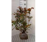 Mahonia aquifolium - Mahonia À Feuilles De Houx, Mahonia Faux Houx, 40-60 cm en pot