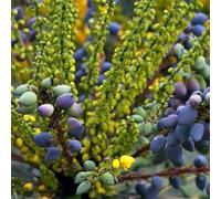 Mahonia media 'Charity' 30-50 cm pot | Arbuste décoratif persistant, grandes fleurs jaunes d’hiver, idéal haie fleurie