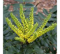 Mahonia media 'Winter Sun' 30-50 cm pot | Arbuste persistant, floraison hivernale parfumée, parfait massif & jardin d’hiver
