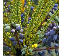 Mahonie - Mahonia media 'Charity' | 50-60 cm, en pot