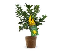 Main de bouddha avec panier en jonc de mer - agrume méditerranéen - arbre fruitier - ↕ 75-85 cm - ⌀ 25 cm
