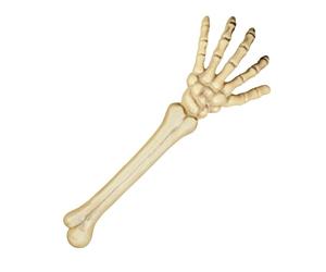 Main Squelette 46 cm Halloween - Blanc - Taille Unique