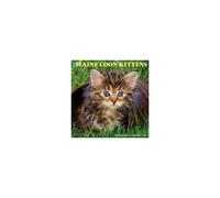 Maine Coon Kittens 2026 Wall Calendar