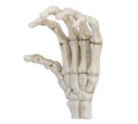 Mains de squelette d'Halloween, fausse main humaine en plastique grandeur nature réaliste pour les accessoires effrayants de fête de zombie d'os, décorations d'halloween