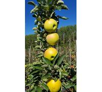 Malus domestica Ballerina® 'Bolero' / Pommier colonnaire Ballerina® 'Bolero'