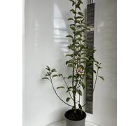 Malus 'Golden Hornet' - Pommier d'ornement | 100-120 cm en pot