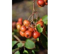 Malus hybr. 'Perpetu'® ('evereste'®) - Pomme d'ornement 60- 80 cm - conteneur