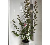 Malus transitoria Appletini® (« Gulliver » PBR) - Pommier ornemental | 100-120 cm en pot