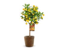Mandarinier calamondin avec panier en jonc de mer - agrume méditerranéen - ↕ 75-85 cm - ⌀ 25 cm - agrume d'intérieur