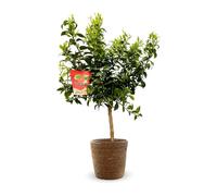 Mandarinier satsuma avec panier en jonc de mer - agrume méditerranéen - arbre fruitier - ↕ 75-85 cm - ⌀ 25 cm - résiste au gel