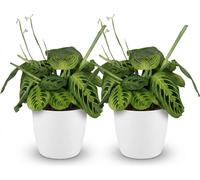 Maranta Fascinator Lemon Lime, lot de 2 plantes d'intérieur avec pot blanc