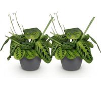 Maranta Fascinator Lemon Lime, lot de 2 plantes d'intérieur avec pot gris
