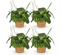 Maranta Fascinator Lemon Lime, lot de 4 plantes d'intérieur avec panier, Ø12cm