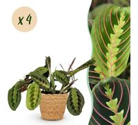 Maranta Fascinator Tricolore - Plante de prière - Plante pour animaux de compagnie - Vert - 4 Plantes - avec Panier - 25cm - Ø12cm - Plante d'intérieur - Ensemble complet - Plante avec pot