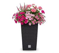 Marmite Rato 49 litres avec insert 32,5 x 32,5 x 61 cm en couleur anthracite