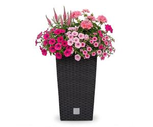 Marmite Rato 49 litres avec insert 32,5 x 32,5 x 61 cm en couleur anthracite