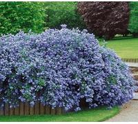 Mask & Co Ceanothus Thyrsiflorus Repens Arbuste de Californie Lilas de Californie Environ 15-20 cm de haut 2 l