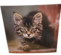 Maturi Carte d'anniversaire vierge Motif chaton