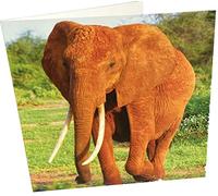 Maturi Carte de vœux d'anniversaire vierge Motif éléphant