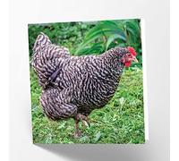 Maturi Carte de vœux vierge avec image de poule Rock
