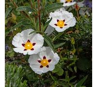 Mauve en Arbre - Hibiscus Syriacus Red Heart 40/60 cm Pot 3l - Plante - Hauteur 40/60 cm
