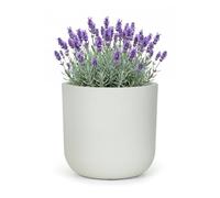 Pot de Fleurs pour Jardin Terrasse Balcon Maison Mazovia Résistant au Gel, aux UV, Imperméable Blanc Écru PP 56x56x54 cm