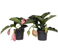 Medinille magnifique - Set de 2 - Medinilla magnifica - Hauteur 40-50cm - ⌀17cm
