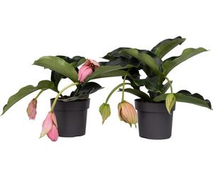 Medinille magnifique - Set de 2 - Medinilla magnifica - Hauteur 40-50cm - ⌀17cm