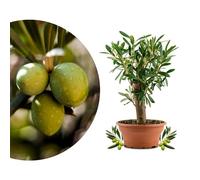 Meine Orangerie Olea Europaea Olivier Bonsaï, vieux tronc d'olivier dans un bol et tronc court (diamètre du bol : 15 cm)