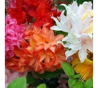 Mélange 3 Azalées du Japon (9 cm) - Arbustes Nains Colorés pour Jardin et Balcon