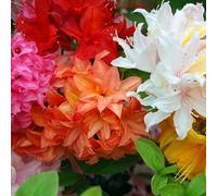 MÉLANGE 3 AZALÉES DU JAPON ARBUSTES NAINS PLANTES DE JARDIN COLORÉES EN POT