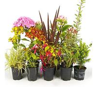 Mélange 5 plantes de jardin - Plantes de haute qualité certifiée