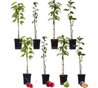 Mélange d'arbres fruitiers - Set de 8 - Malus, Pryus, Prunus - H60-70cm - ⌀9cm