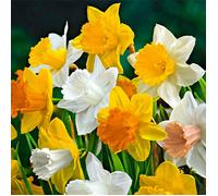 Mélange de 15 - Narcisse - Jonquille - Mélange à grandes fleurs - Mélange de couleurs