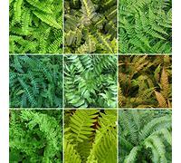 Mélange de 5 Fougères Résistantes GardenersDream - Plantes Naturelles pour L'Exterieur - Vivaces Evergreen pour Jardin - Plantes en Pot & Balcon - Couvre-Sol Résistantes à l'Hiver