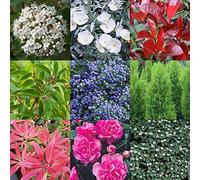 Mélange de 5 plants d'arbustes à feuilles persistantes - Plantes de haute qualité certifée en pot