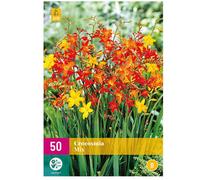 MELANGE DE 50 CROCOSMIA Multicolore